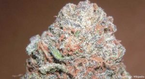 Does High-Potency Marijuana Cause Brain Damage? 32 Does High-Potency Marijuana Cause Brain Damage?